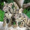 Baby Clouded Leopards Diamond Painting