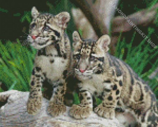 Baby Clouded Leopards Diamond Painting