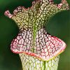 Beautiful Pitcher Plant Diamond Painting