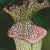 Beautiful Pitcher Plant Diamond Painting