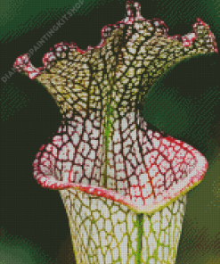 Beautiful Pitcher Plant Diamond Painting