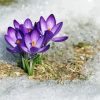 Beautiful Spring Flower In Snow Diamond Painting