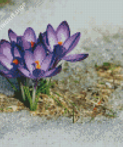 Beautiful Spring Flower In Snow Diamond Painting