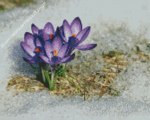 Beautiful Spring Flower In Snow Diamond Painting