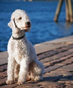 Bedlington Terrier Dog Animal Diamond Painting