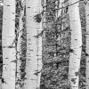 Black And White Landscapes With Birch Trees Diamond Painting