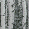 Black And White Landscapes With Birch Trees Diamond Painting