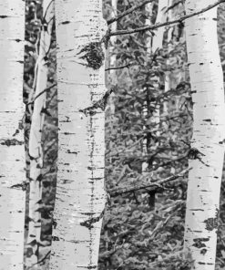 Black And White Landscapes With Birch Trees Diamond Painting