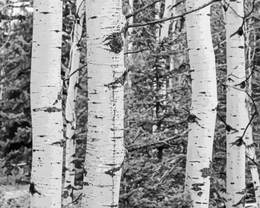 Black And White Landscapes With Birch Trees Diamond Painting