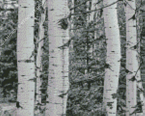 Black And White Landscapes With Birch Trees Diamond Painting