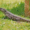 Black And White Tegu Lizard Diamond Painting