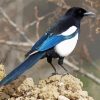 Black Billed Magpie Diamond Painting