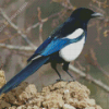 Black Billed Magpie Diamond Painting