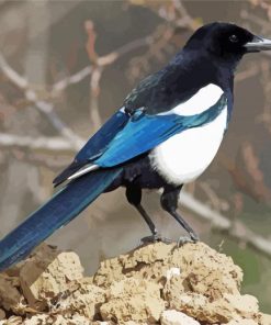 Black Billed Magpie Diamond Painting