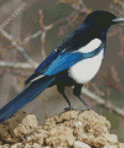 Black Billed Magpie Diamond Painting