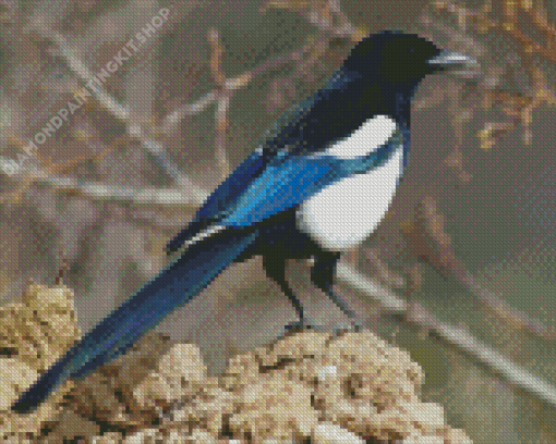 Black Billed Magpie Diamond Painting