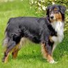 Black Tri Australian Shepherd On Grass Diamond Painting