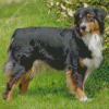 Black Tri Australian Shepherd On Grass Diamond Painting