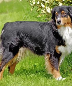 Black Tri Australian Shepherd On Grass Diamond Painting