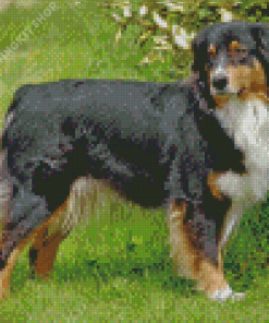 Black Tri Australian Shepherd On Grass Diamond Painting