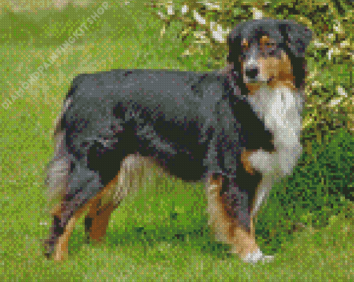 Black Tri Australian Shepherd On Grass Diamond Painting