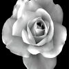 Black And White Rose Diamond Painting