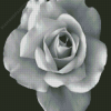 Black And White Rose Diamond Painting