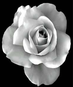 Black And White Rose Diamond Painting