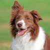 Brown Border Collie Diamond Painting