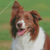 Brown Border Collie Diamond Painting