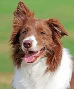 Brown Border Collie Diamond Painting