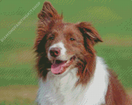 Brown Border Collie Diamond Painting