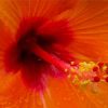 Close Up Orange Hibiscus Diamond Painting