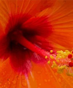 Close Up Orange Hibiscus Diamond Painting