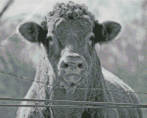 Cool Black And White Cows Diamond Paintings