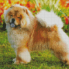 Cute Chow Chow Diamond Paintings