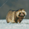 Cute Snow Raccoon Diamond Paintings