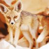 Fennec Fox Baby Diamond Paintings