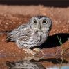 Grey Screech Owl Bird Diamond Paintings