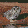 Grey Screech Owl Bird Diamond Paintings