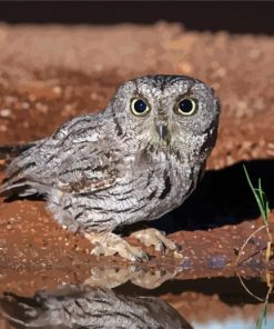 Grey Screech Owl Bird Diamond Paintings