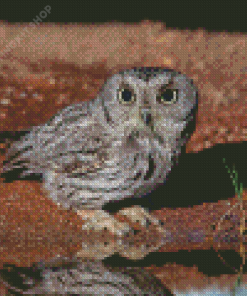 Grey Screech Owl Bird Diamond Paintings