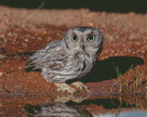 Grey Screech Owl Bird Diamond Paintings