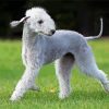 Happy Bedlington Terrier Diamond Paintings