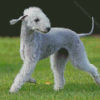 Happy Bedlington Terrier Diamond Paintings