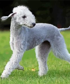 Happy Bedlington Terrier Diamond Paintings