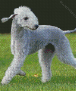 Happy Bedlington Terrier Diamond Paintings