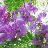 Jacaranda Blossoms Diamond Paintings