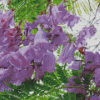 Jacaranda Blossoms Diamond Paintings