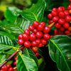 Red Coffee Plant Diamond Painting